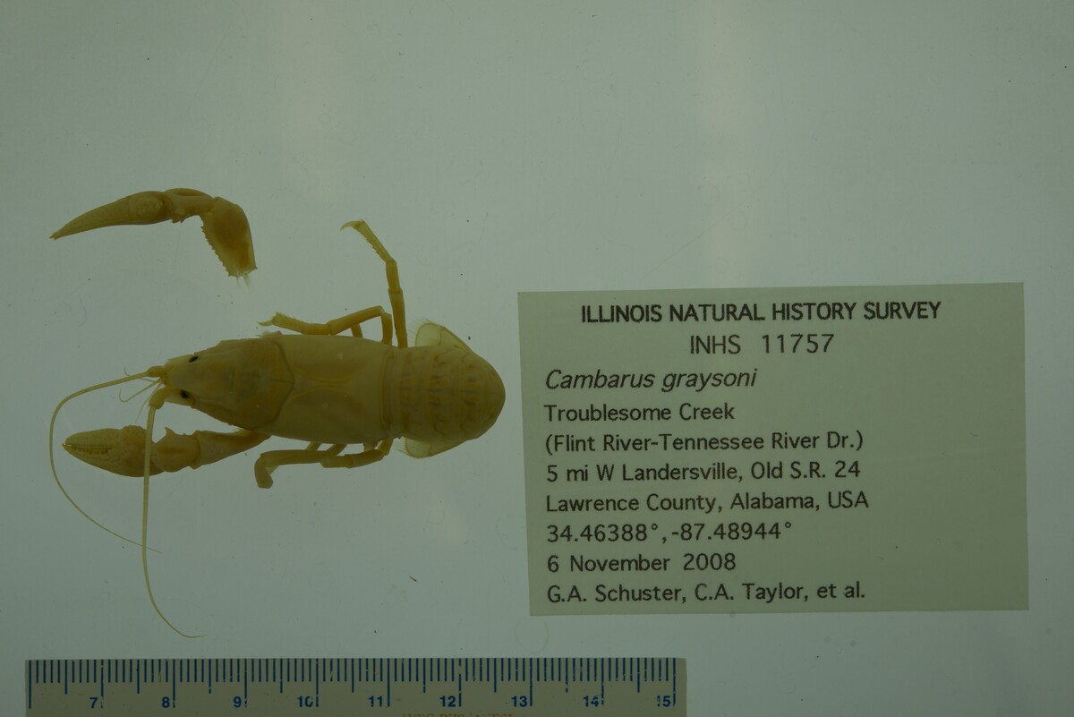 Cambarus graysoni image